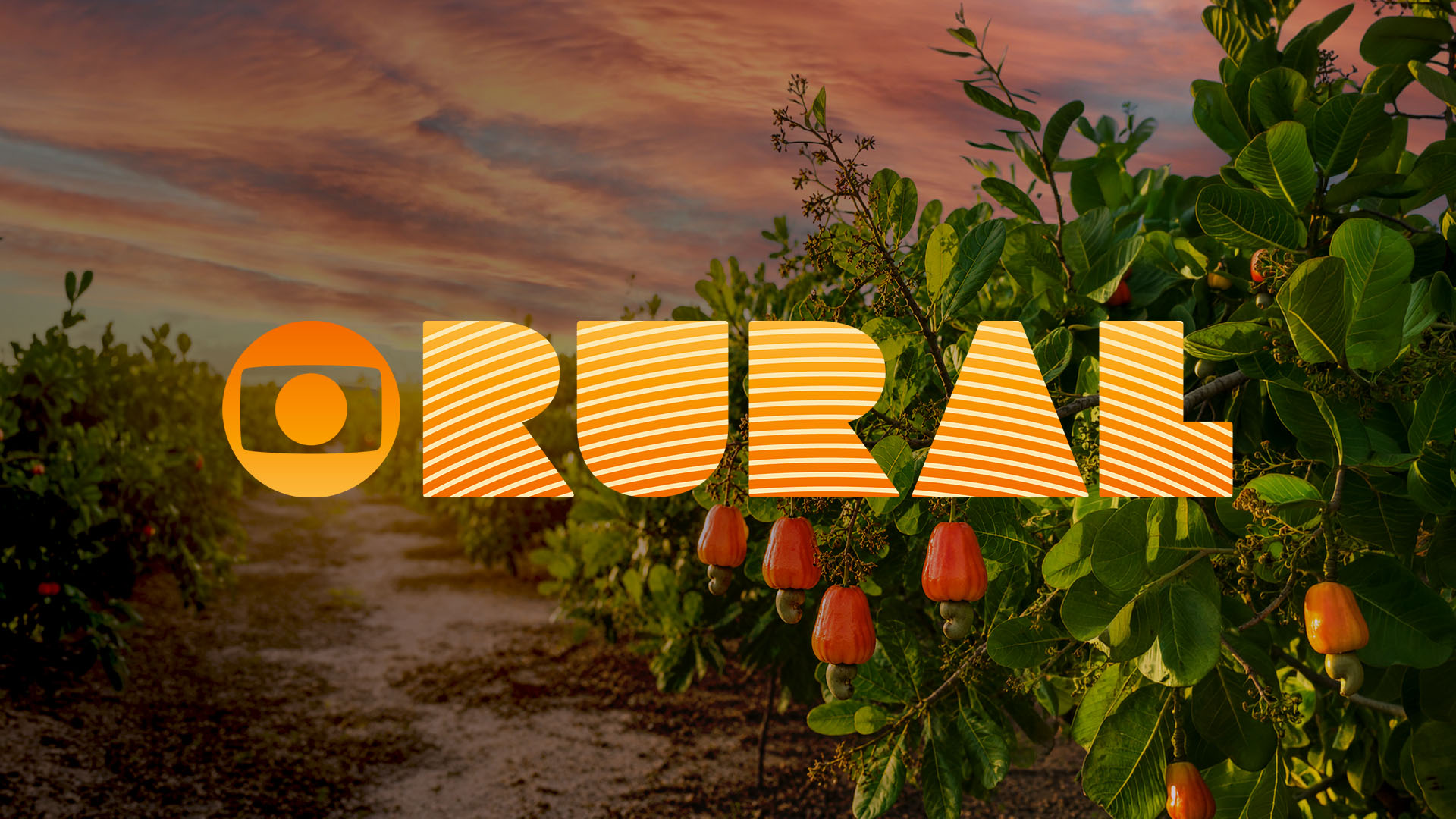 Amigos do Bem no Globo Rural: como o cultivo do caju está transformando o sertão